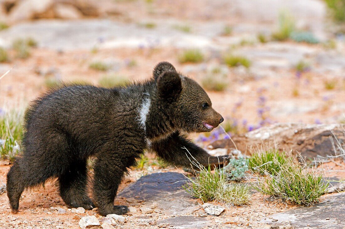 United Sates , Utah , Grizzly bear  Ursus arctos horribilis  , baby , young