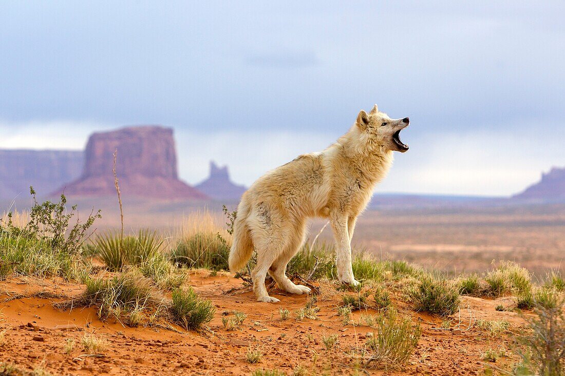 United Sates , Utah , Wolf or Gray Wolf orTimber Wolf  Canis lupus