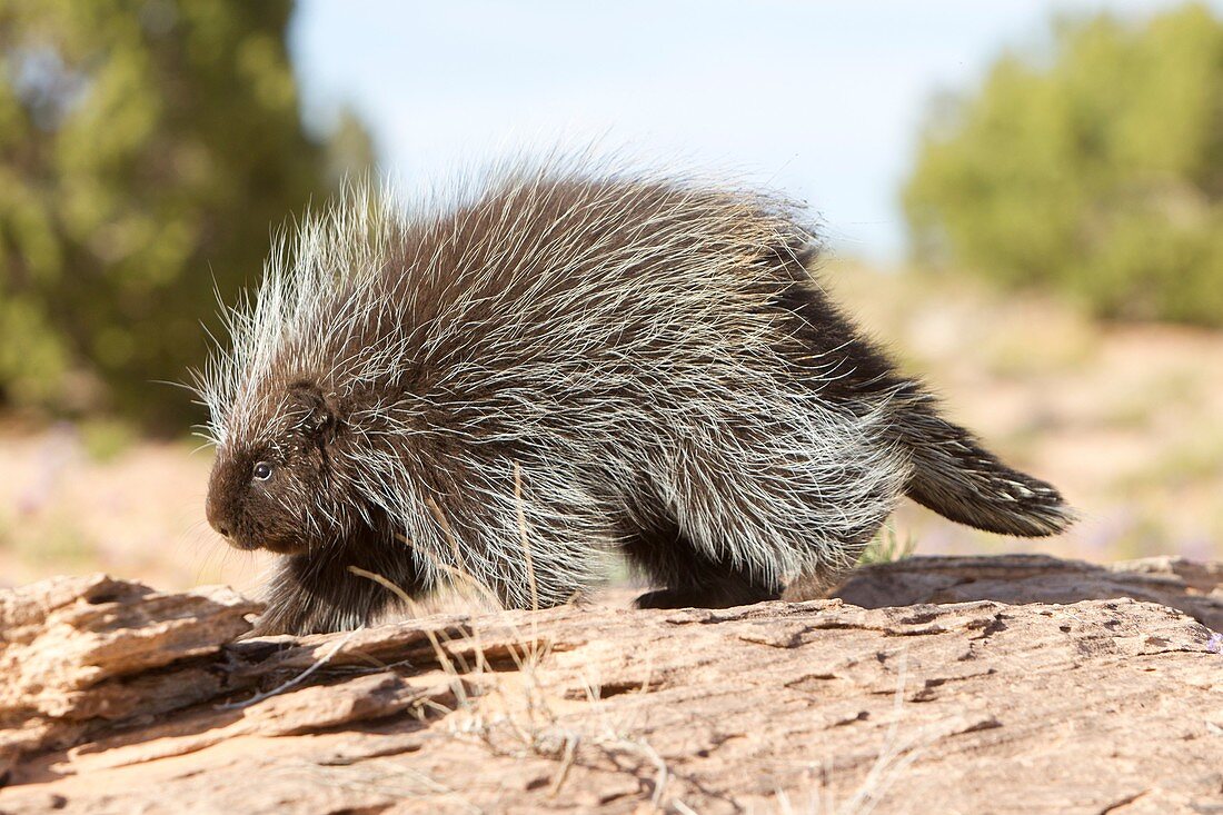 United Sates , Utah , Porcupine Erethizon dorsatum