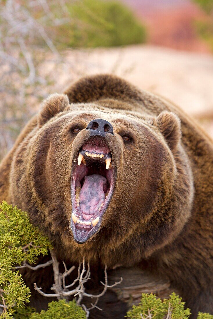United Sates , Utah , Grizzly bear  Ursus arctos horribilis