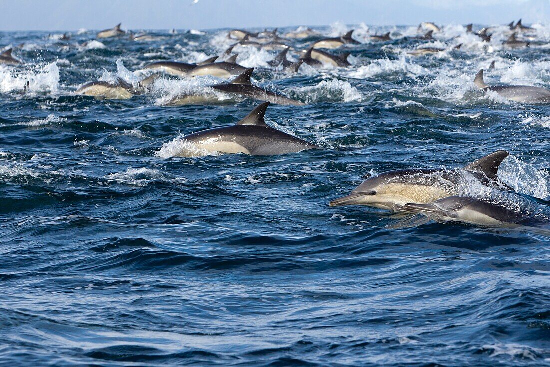 South Africa , Gansbaii , Seal Island , Long-beaked common dolphin Delphinus capensis