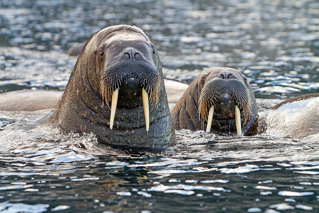 Norway, Svalbard , Walrus Odobenus rosmarus , in the water