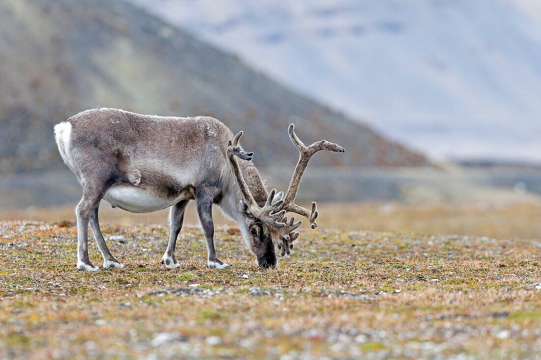 Norway , Spitzbergern , Svalbard , Ny-Alesund , Reindeer Rangifer tarandus  , male ,grazing in the tundra