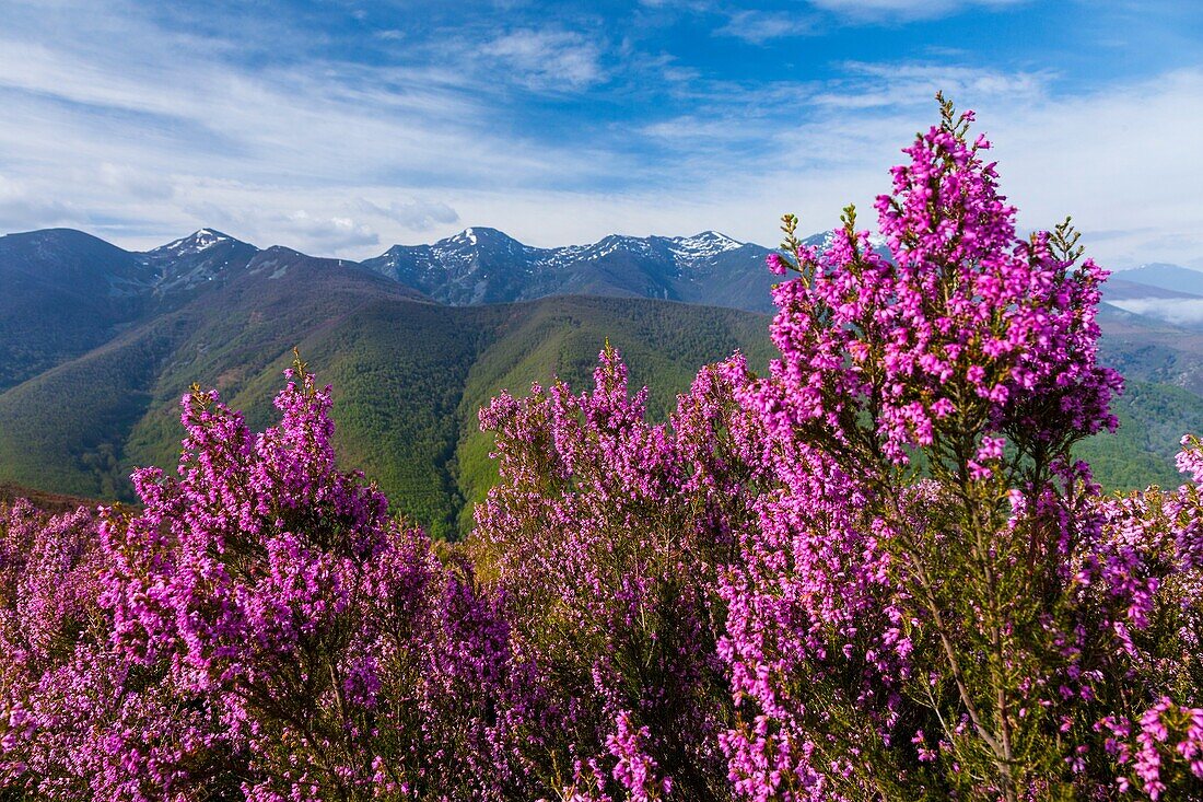 HEATHER Erica australis, Fuentes del Narcea, Degaña e Ibias Natural Park, Asturias, Spain, Europe