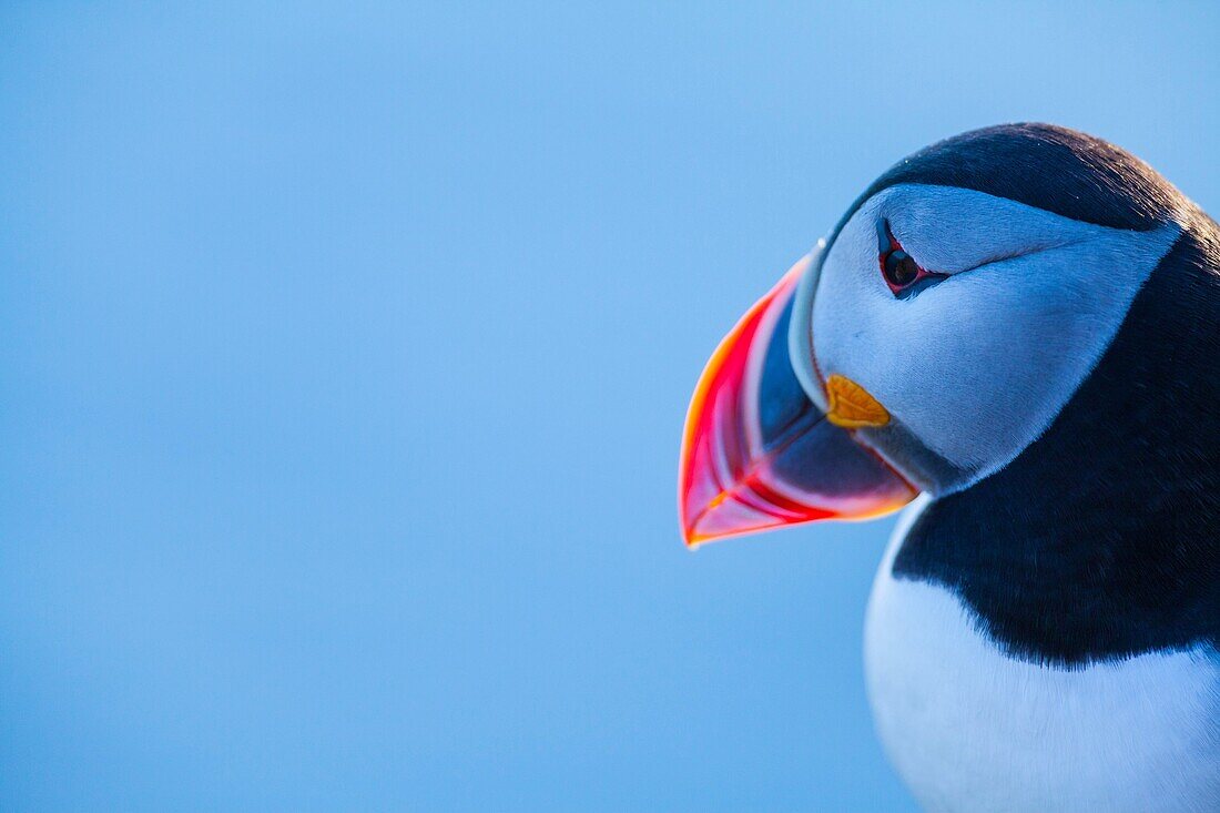 ATLANTIC PUFFIN Fratercula arctica