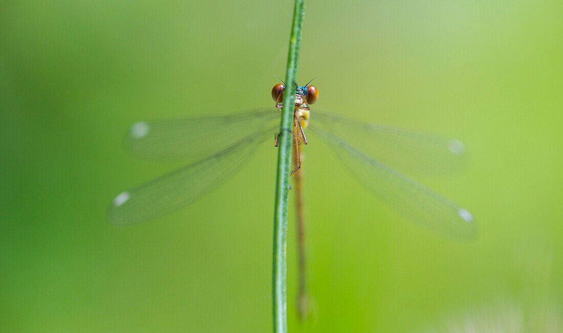 DRAGONFLY Lestes viridis young female, Gipuzkoa, Basque Country, Spain, Europe