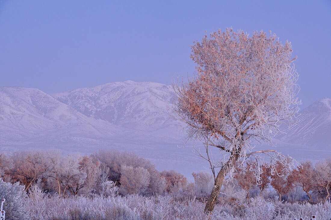 Hoarfrost on cottonwood trees at dawn, with the Chupadera Mountains, Bosque del Apache NWR, New Mexico, USA