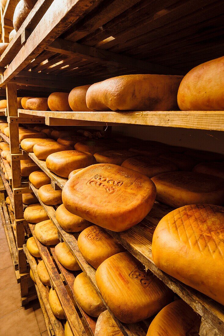 Handgemachter Käse Binibeca Jaume Pons, Herkunftsbezeichnung Handwerker-Bauernhof Alcaiduset Mahon, Alaior, Menorca, Balearen, Spanien, Europa