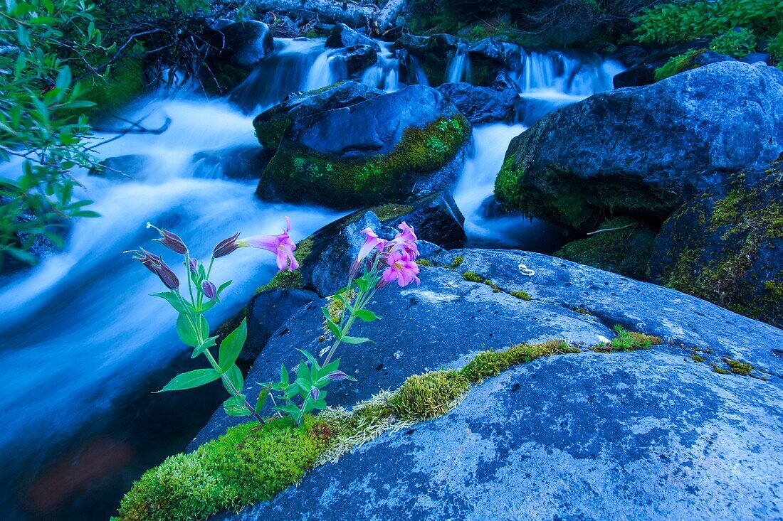 Wild flowers at Mt Rainier National Park