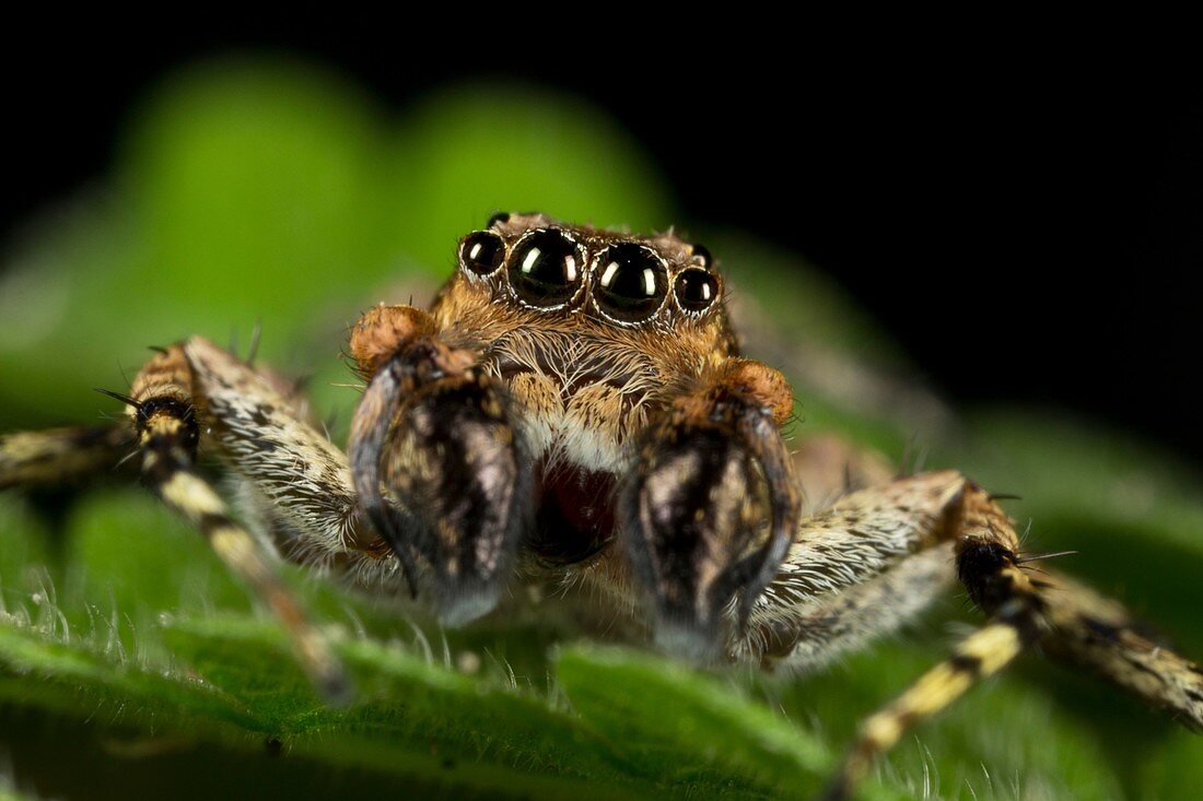 Jumping spider from Kampung Skudup, Sarawak, Malaysia