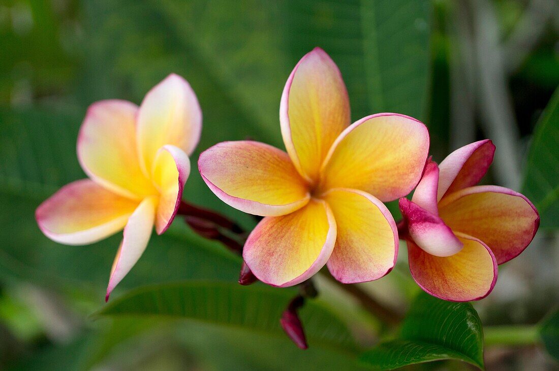 Frangipani. Image taken at Orchid Garden, Kuching, Sarawak, Malaysia.