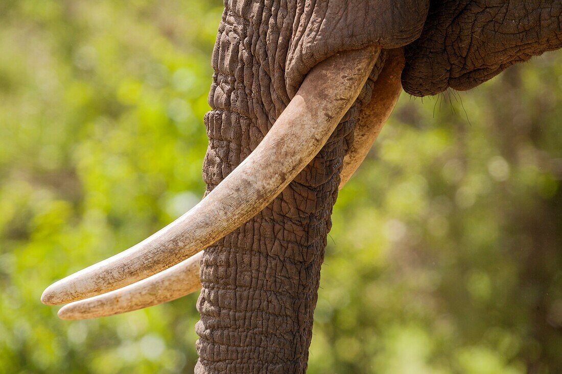Close up of elephant tusks Loxodonta africana, Tanzania, Africa