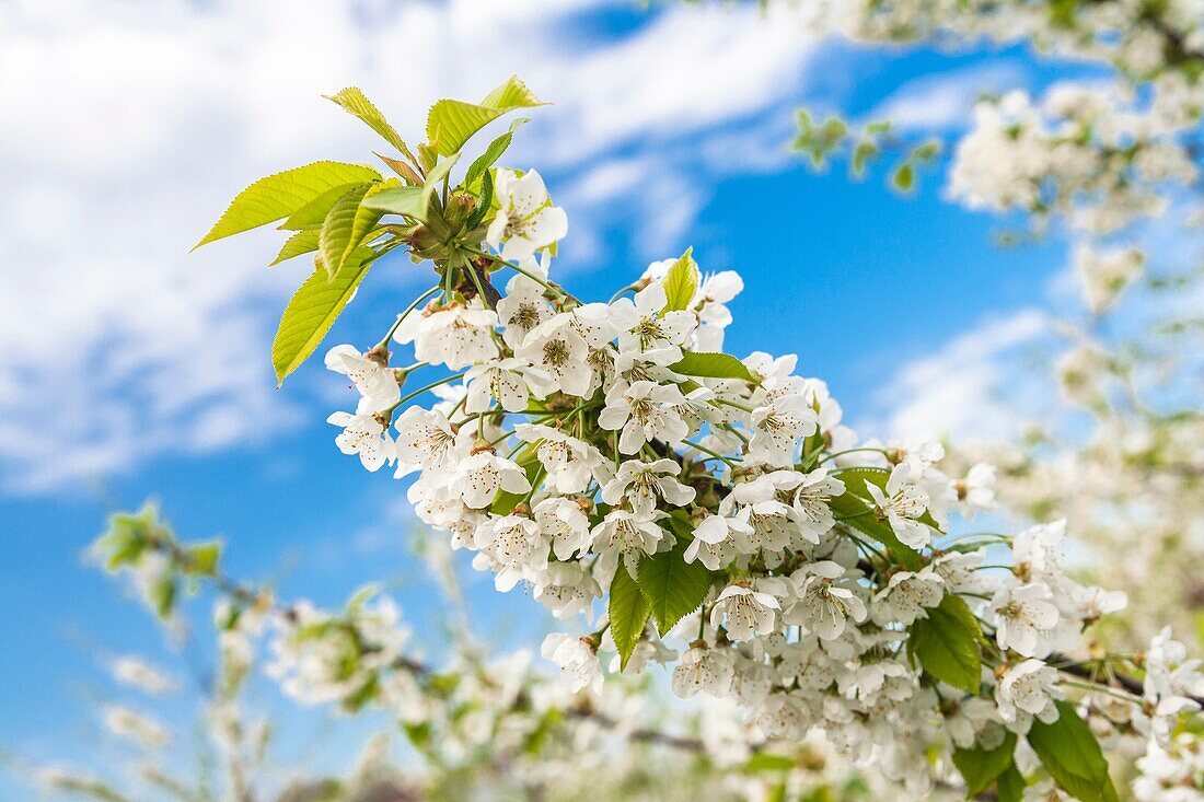 Close up of a branch with cherry blossoms, Altes Land, Lower Saxony, Germany, Europe