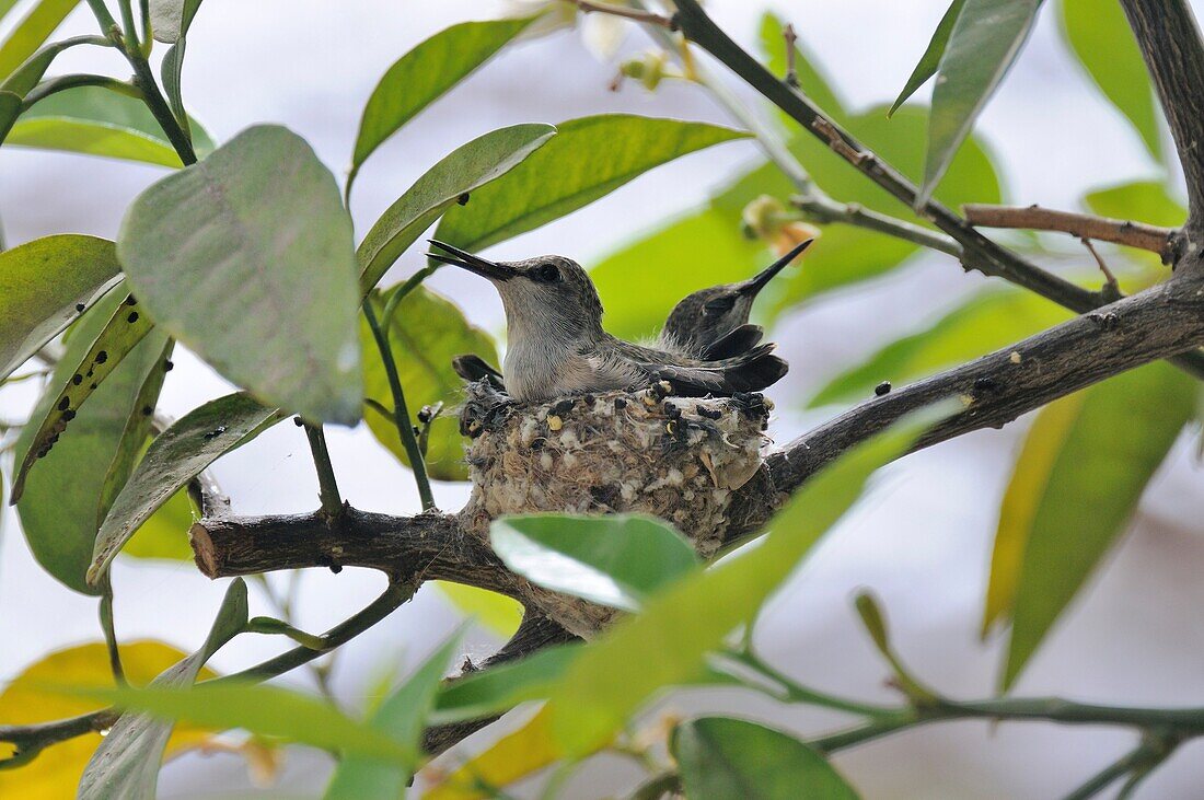 Mexico, Baja California, Loreto, Nesting Colibris