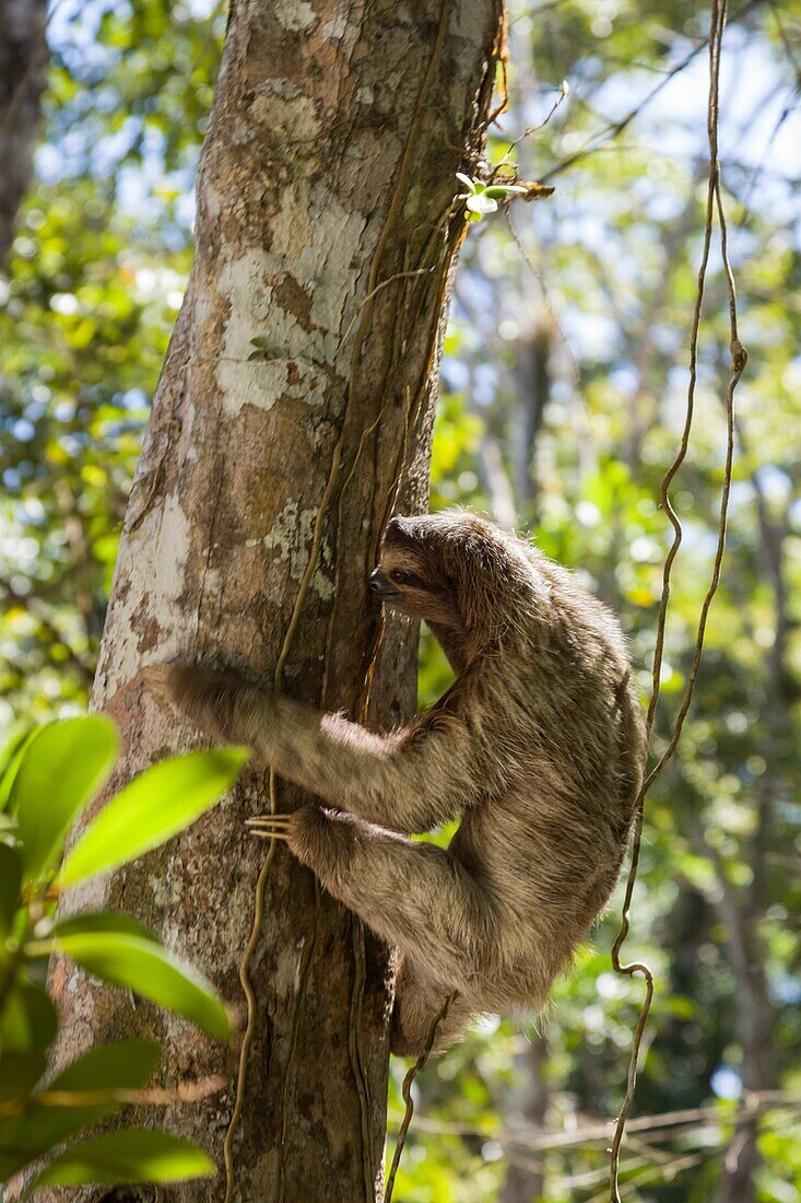 Three-toed sloth Bradypus variegatus climbing a tree on Isla Carenero, Bocas del Toro, Panama