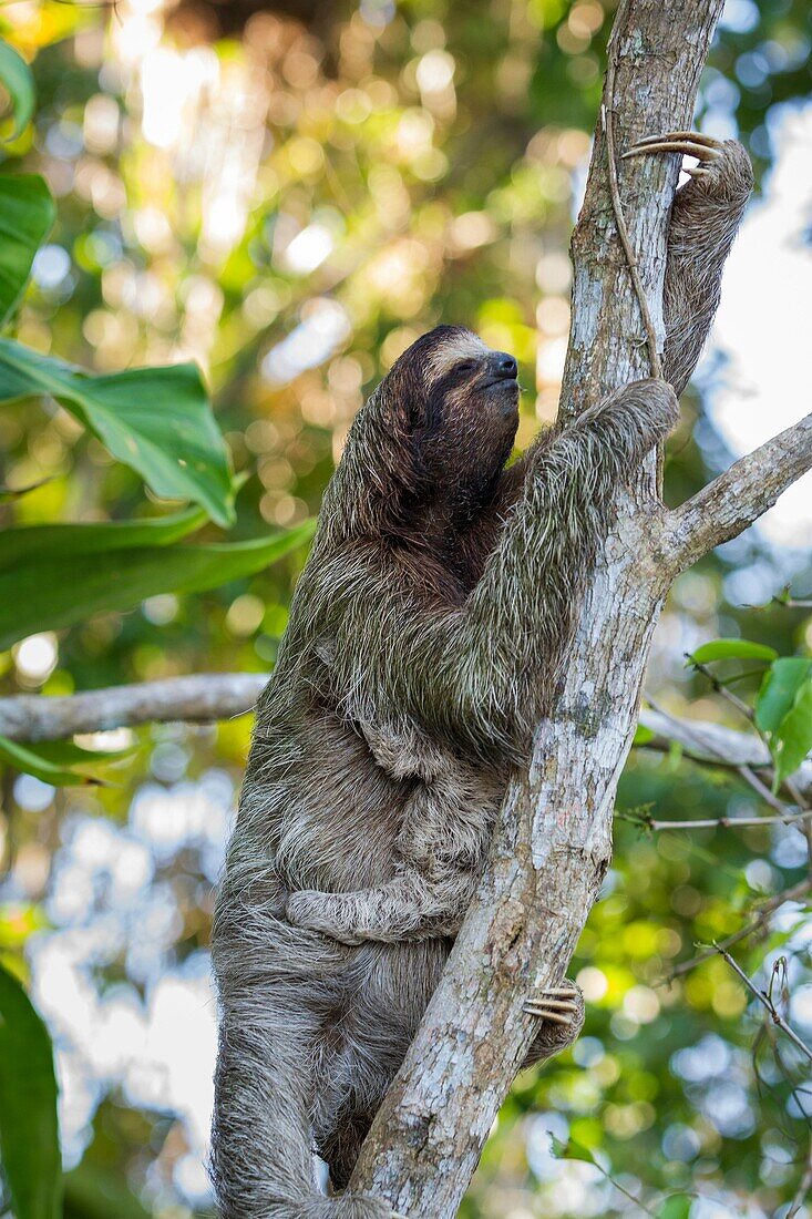 Three-toed sloth Bradypus variegatus mother and baby foraging on Isla Carenero, Bocas del Toro, Panama