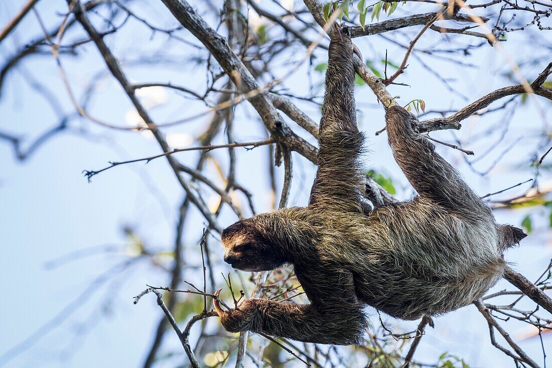 Three-toed sloth Bradypus variegatus Isla Carenero, Bocas del Toro, Panama