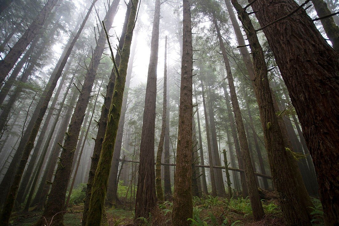 California Redwood Groves
