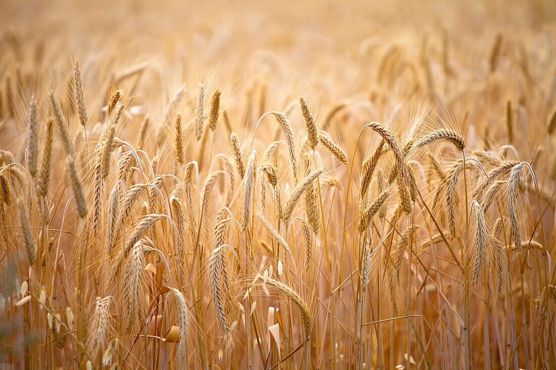wheat around Sault, Provence, France