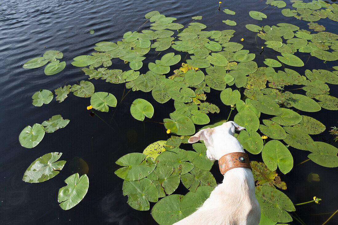 Dog looking at water lilies in a pond, biosphere reserve, spanish greyhound, Galgo Espanol, Ruegen,  Mecklenburg-Western Pomerania, Germany