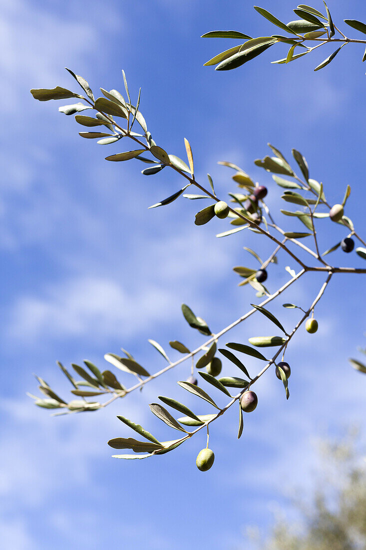 Nahaufnahme von einem Olivenzweig, Olivenbaum, Ligurien, Italien