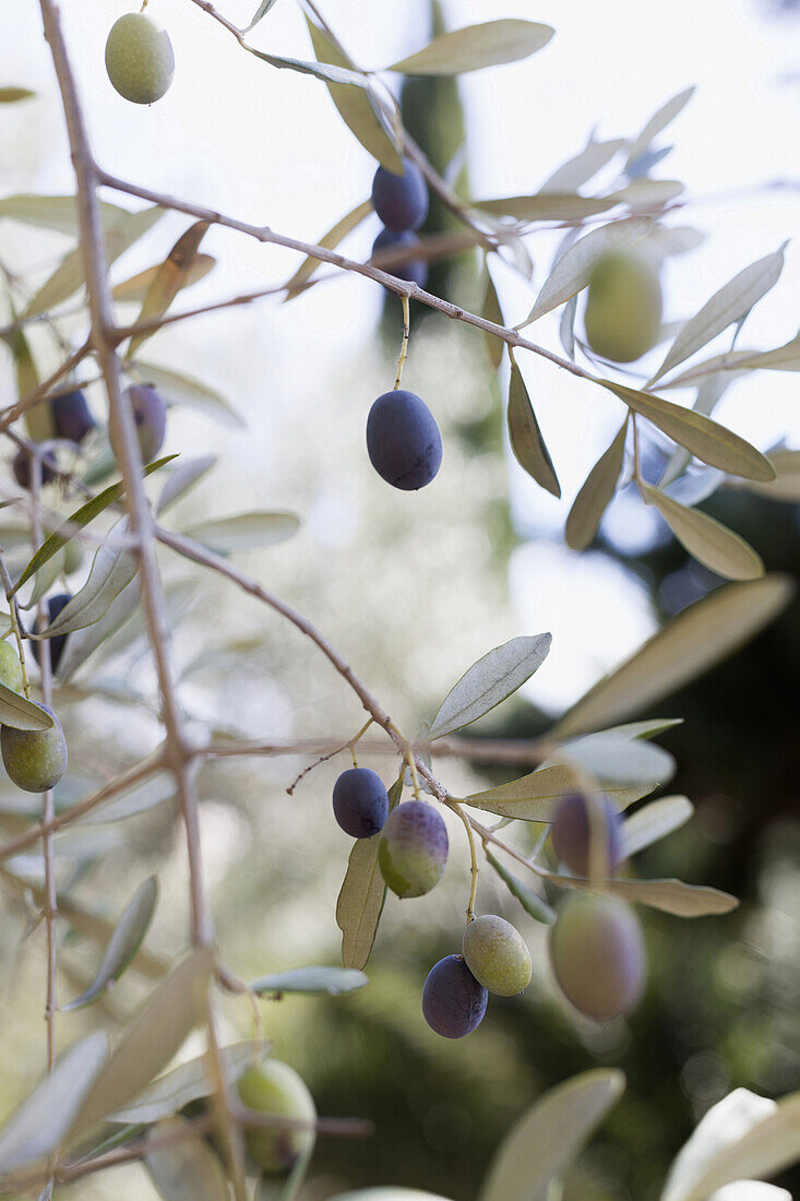 Olivenzweig mit Oliven, Olivenbaum, Ligurien, Italien