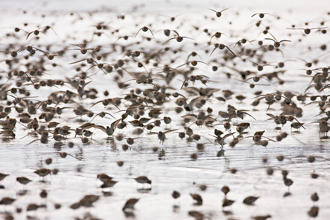 Swarms of Western Sandpipers at Hartney Bay in the Copper River Delta near Cordova, Alaska, during the annual mi during the annual Shorebird Festival