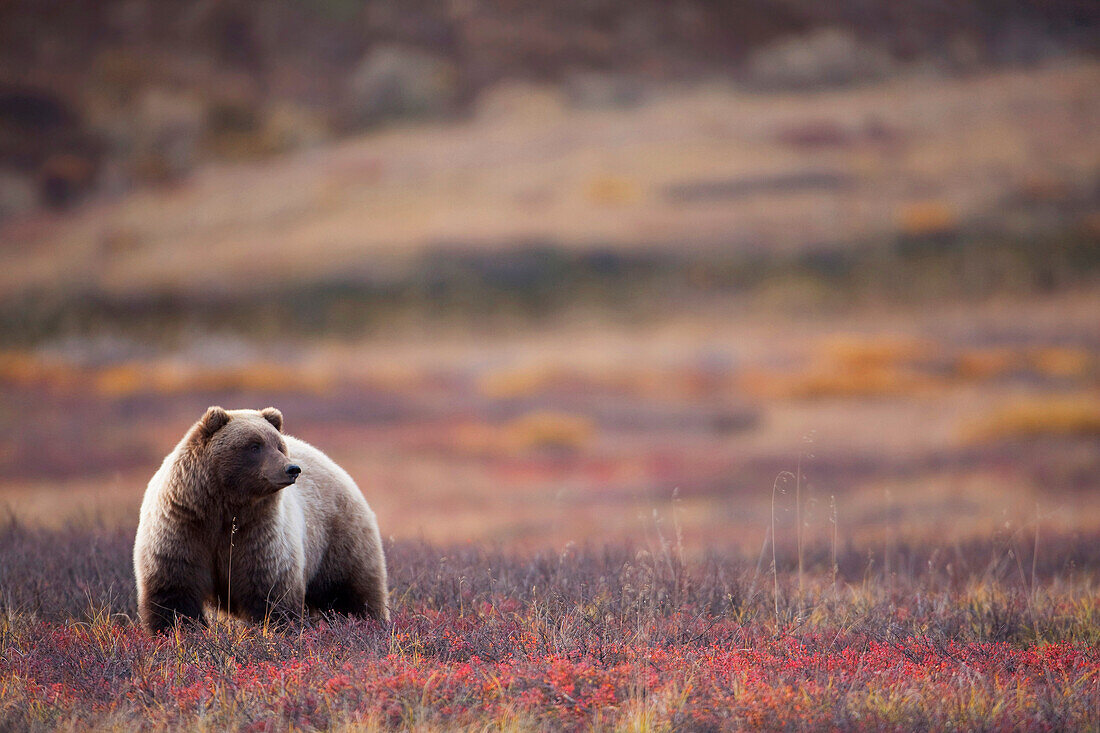 View of a Grizzly Bear standing in the fall tundra, Denali National Park, Interior Alaska