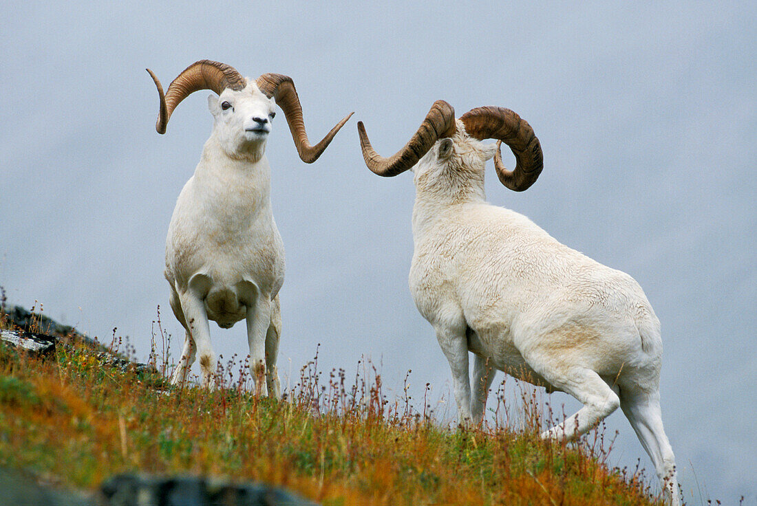 Two Dall Sheep rams preparing to butt heads in a dominance display, Mount Margaret, Denali National Park, Alaska