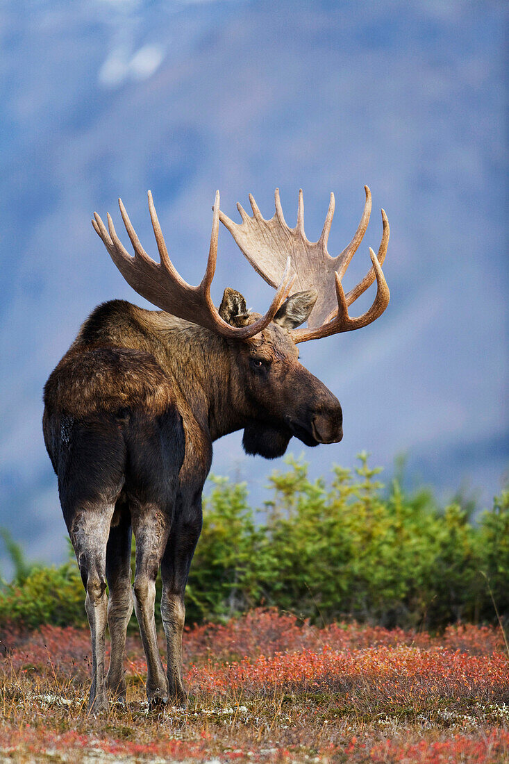 Moose bull walking on Autumn tundra during rut, Powerline Pass, Chugach State Park, Chugach Mountains, Alaska