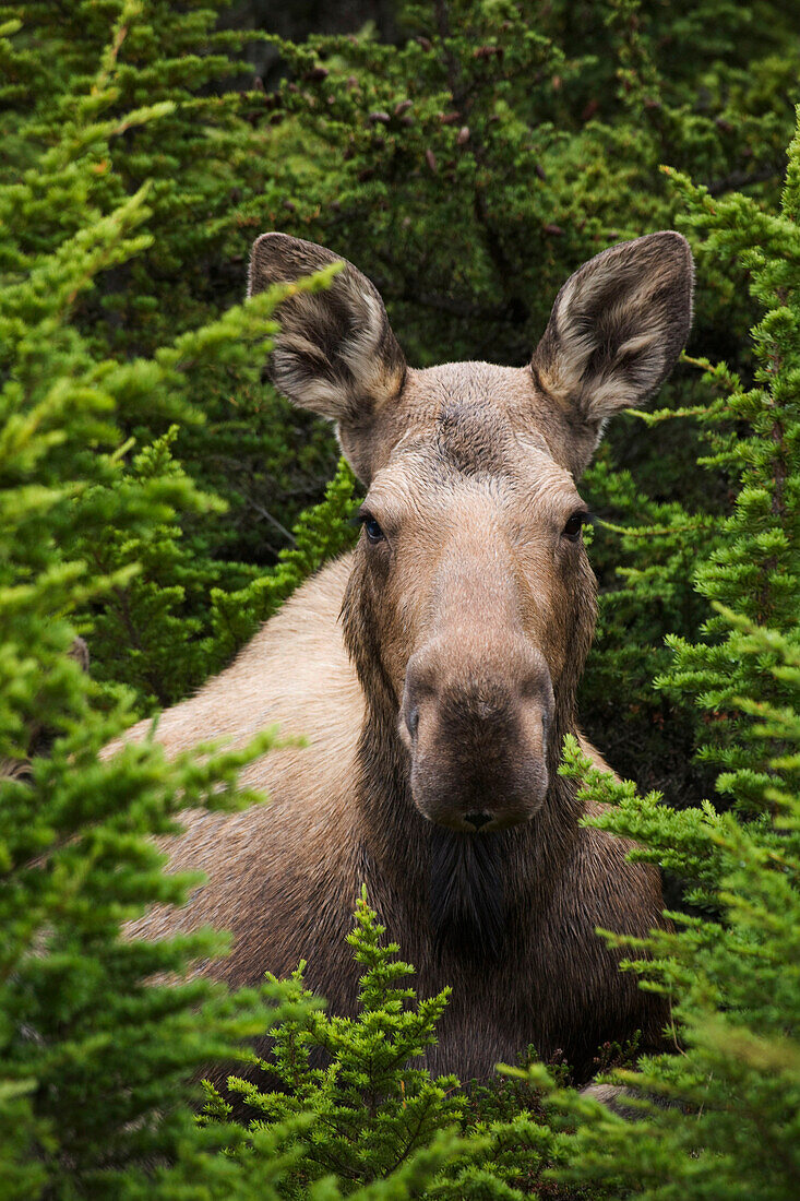 Moose cow moose bedded down amongst hemlock boughs, Powerline Pass, Chugach State Park, Chugach Mountains, Alaska