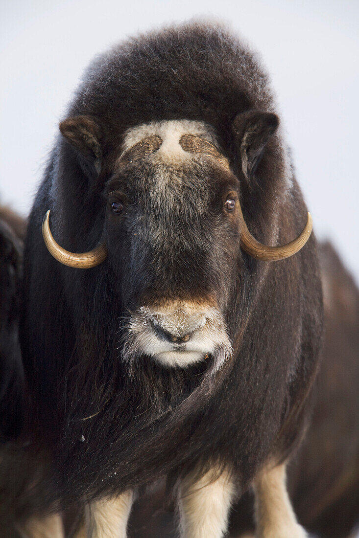 Female Musk-ox on the Seward Peninsula near Nome, Arctic Alaska, Winter