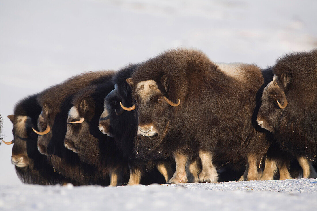 Musk-ox cows in a defensive lineup during Winter on the Seward Peninsula near Nome, Arctic Alaska