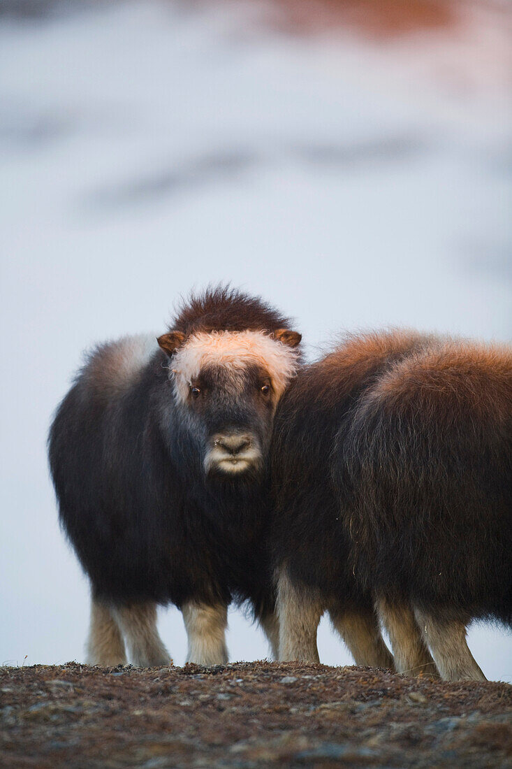 Muskox calves standing on tundra during Winter on the Seward Peninsula near Nome, Arctic Alaska