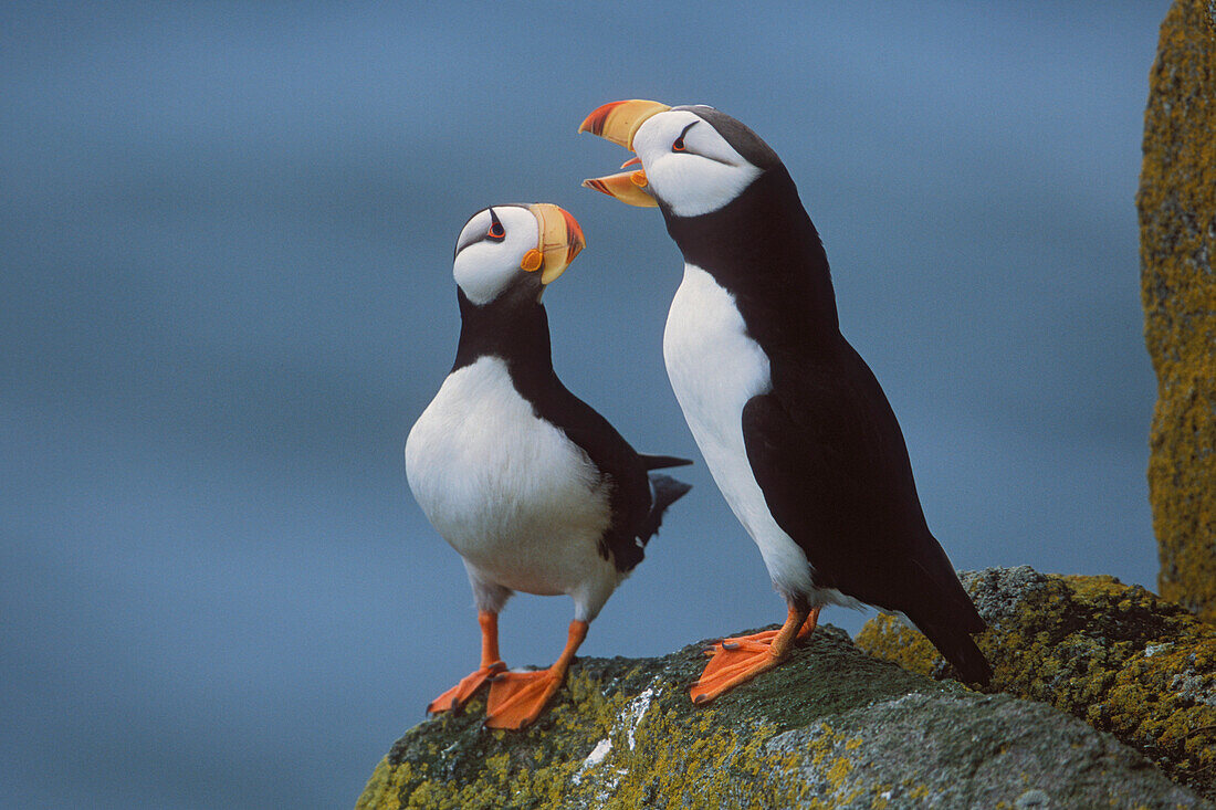 Horned Puffin pair on ledge with one calling in courtship display, Round Island, Walrus Islands State Game Sanctuary, Bristol Bay, Southwest Alaska