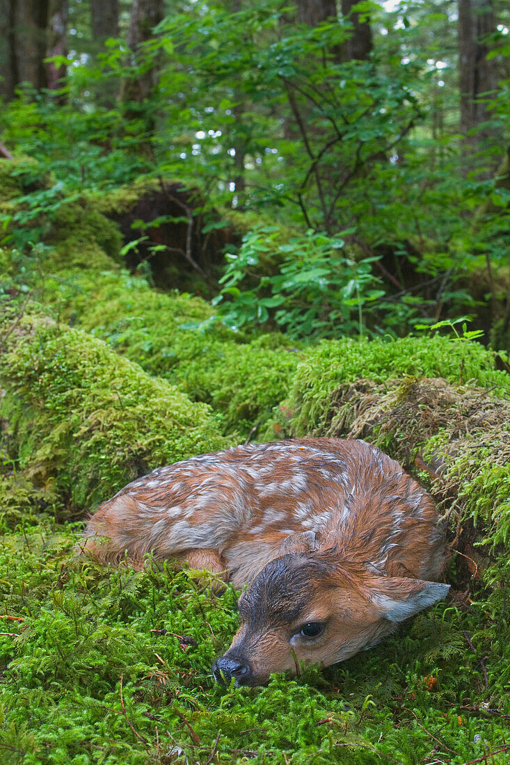 Black-tailed deer fawn lying in moss covered rainforest, Montague Island, Prince William Sound, Southcentral Alaska, Summer