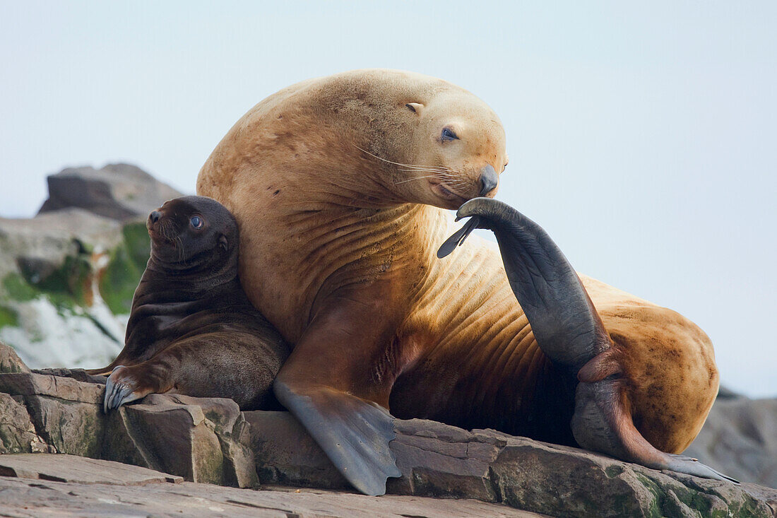 Steller sea lion female and young pup hauled out on rock with female scratching with fin, Prince William Sound, Southcentral Alaska, Summer