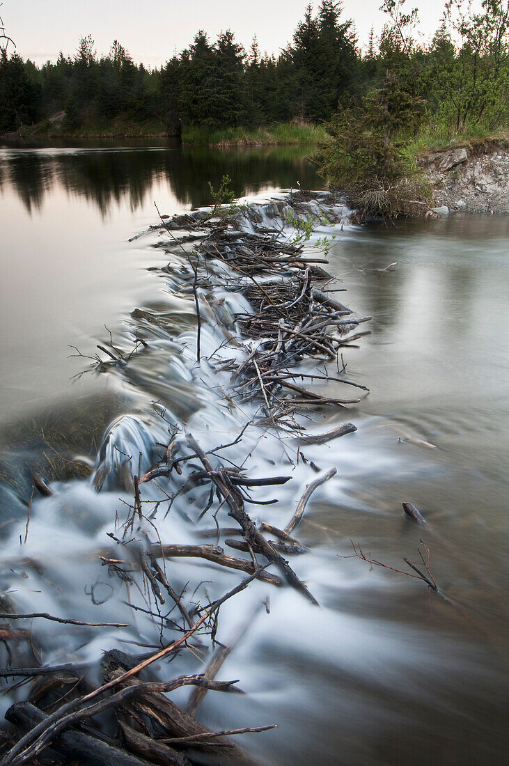 View of a beaver dam slowing the flow of water from a stream into Mendenhall Lake, Tongass National Forest near Juneau, Southeast Alaska, Summer