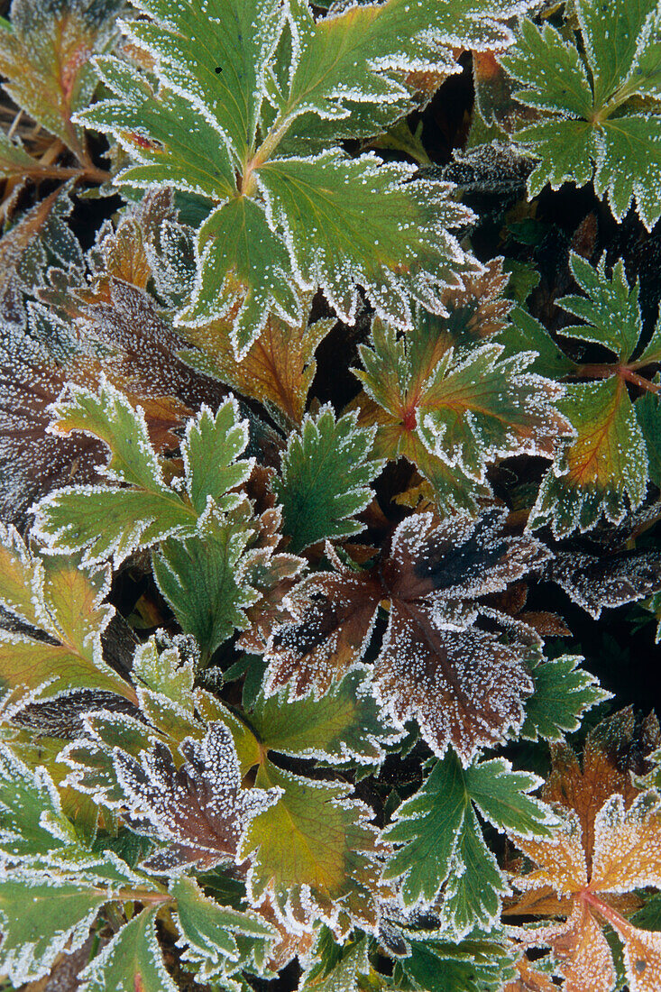 Frosted Leaves on Tundra SC Alaska Autumn Close up