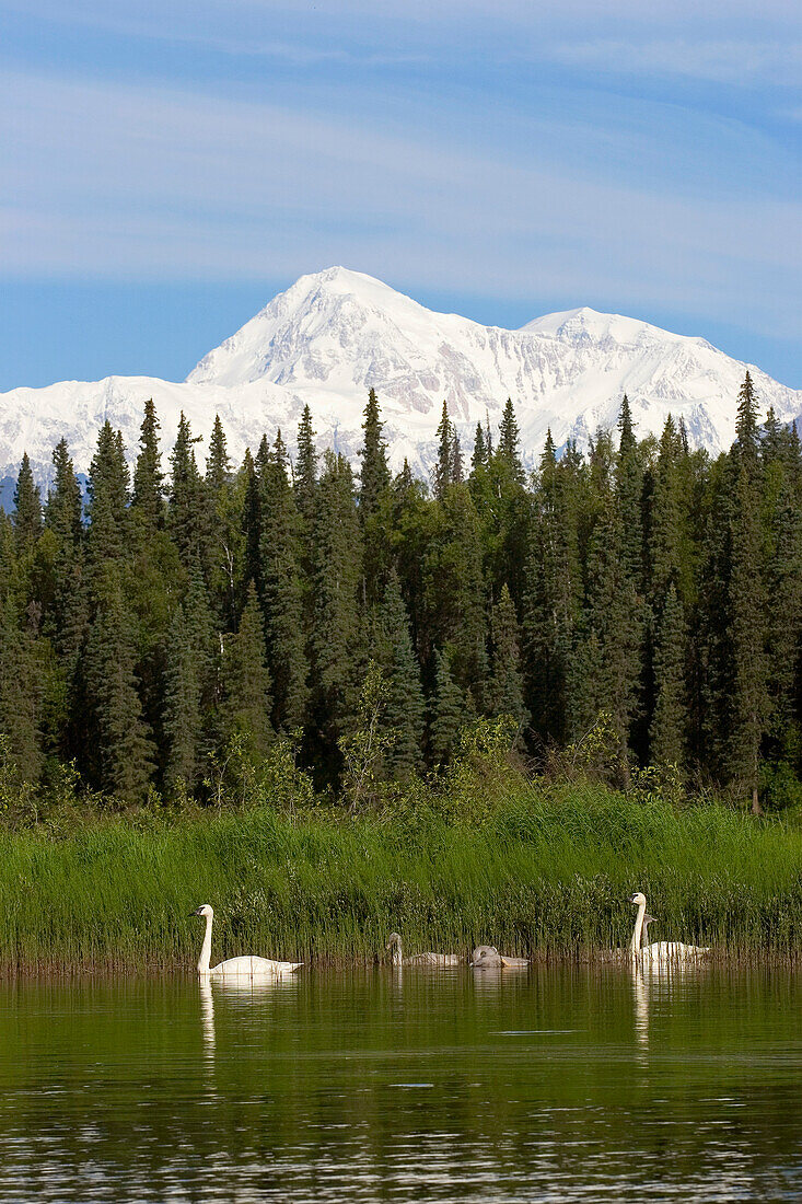 Pair of Trumpeter swans with cygnets on Byers lake with Denali in the background Summer Interior Alaska