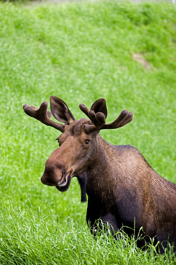 Bull Moose in Velvet Feeding on Spring Grass, Anchorage, Alaska SC Summer