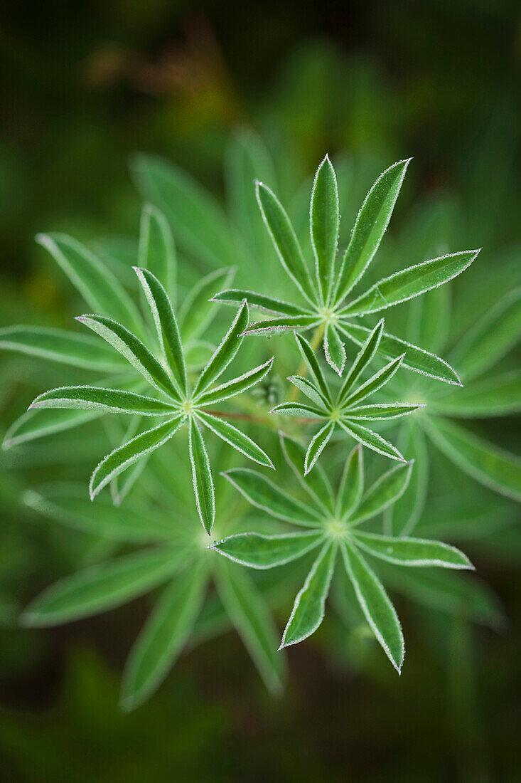 Lupine leaves with dew drops found in Turnagain Pass, Kenai Peninsula, Alaska