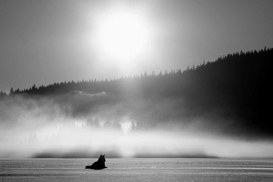 Wolf basking in sunlight near Juneau. Winter in the Tongass National Forest of Southeast Alaska. Composite.