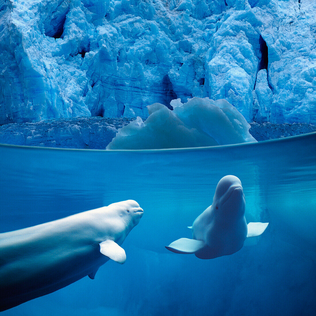Belugas Underwater w/View of Glacier Composite