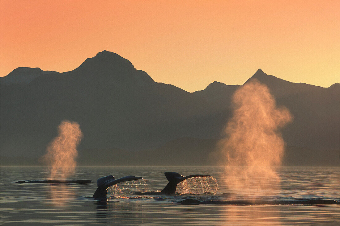 Group of Humpback Whales @ Sunset SE AK Composite /nLynn Canal