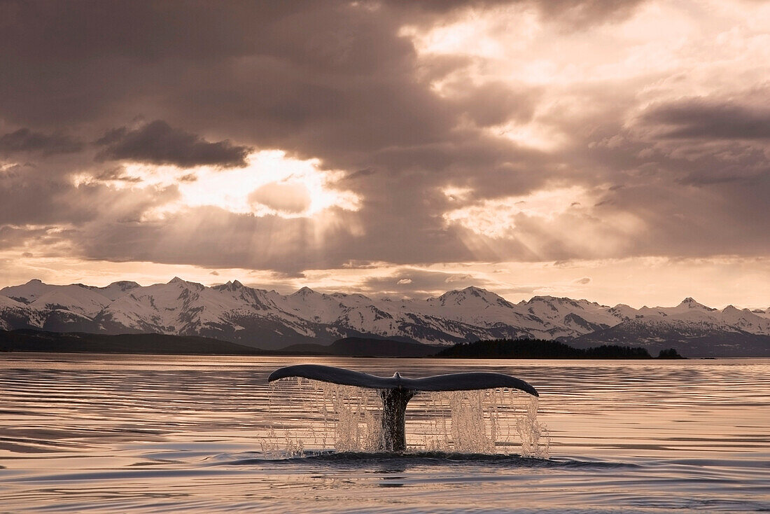 The fluke of a Humpback Whale rises out of the water as it swims toward the setting sun. Summer in Southeast Alaska.
