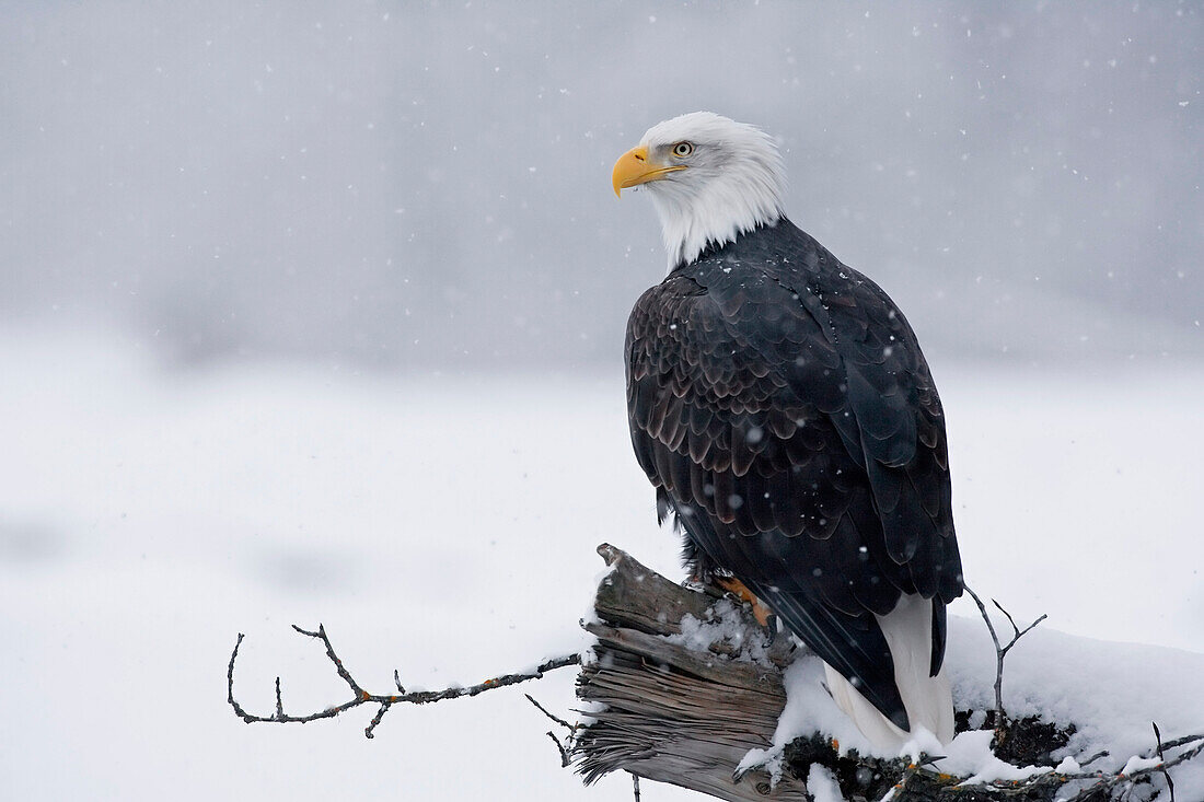 Bald Eagle perched on log during snow storm Chilkat River near Haines Alaska Southeast Winter