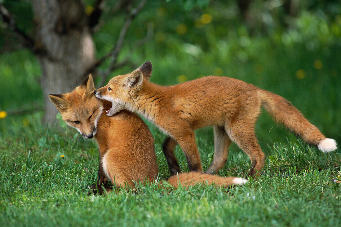 Adolescent Red Fox Play Together Elmendorf AK SC Summer Golf Course