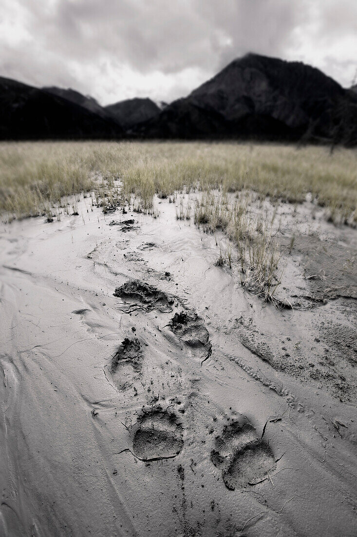 Brown bear tracks lead through a deposit of glacial silt in the Slims River valley into the mountains beyond, Kluane National Park, Yukon, Canada.