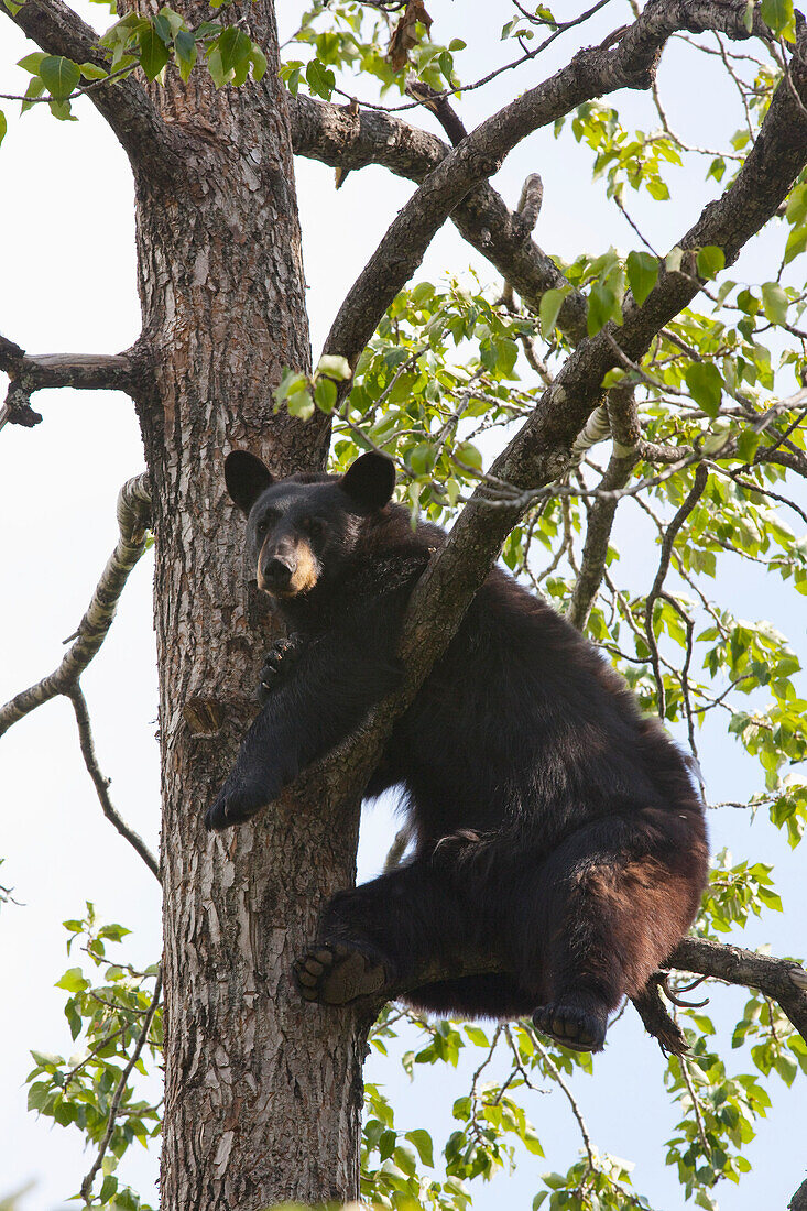 CAPTIVE Black bear climbing in a Cottonwood tree at the Alaska Wildlife Conservation Center during Summer in Southcentral Alaska